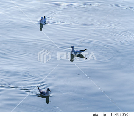 Gull birds on the river surface 134970502