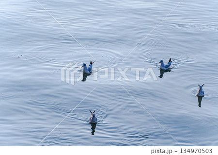 Gull birds on the river surface 134970503