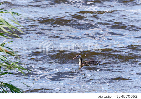 Coot bird in the lake Coot bird in the lake 134970662
