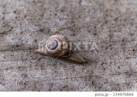 Cute tiny snail with shell on the path Cute tiny snail with shell on the path 134970666