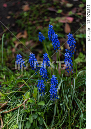 Blue grape hyacinth in the forest 134970841