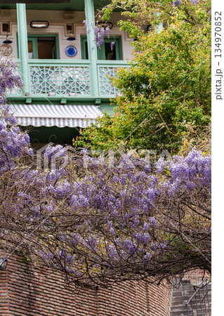 Purple wisteria plant blooming in the Old Tbilisi Purple wisteria plant blooming in the Old Tbilisi 134970852