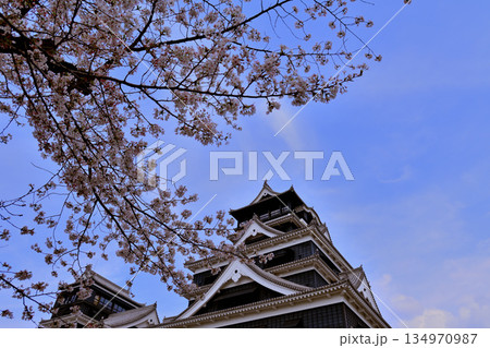 桜に包まれる熊本城 桜に包まれる熊本城 134970987