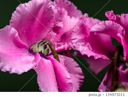 Vibrant Pink Cyclamen Persicum Flowers With Delicate Green Patterned Leaves Vibrant Pink Cyclamen Persicum Flowers With Delicate Green Patterned Leaves 134971011