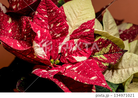 Vibrant variegated poinsettia with red and cream bracts Vibrant variegated poinsettia with red and cream bracts 134971021