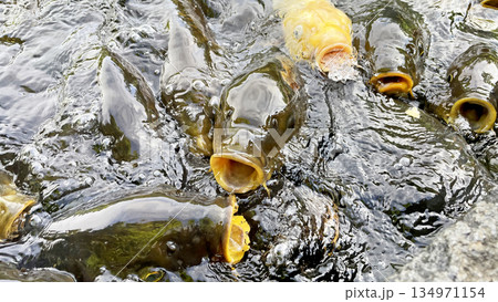 餌に群がる鯉 134971154