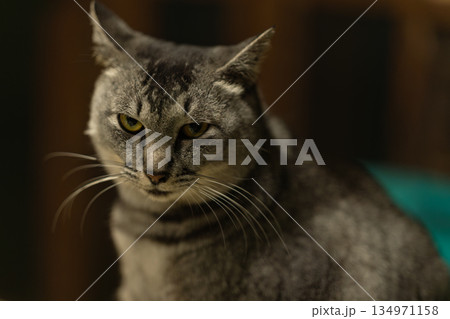 猫のいる生活6 134971158