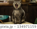 猫のいる生活5 134971159