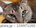 猫のいる生活4 134971160