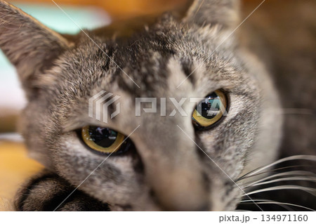 猫のいる生活4 134971160