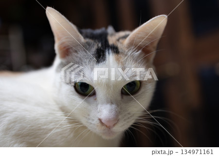 猫のいる生活3 猫のいる生活3 134971161