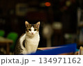 猫のいる生活2 134971162