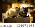 猫のいる生活1 134971163