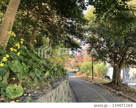 緑に囲まれた静かな坂道の風景 134971168