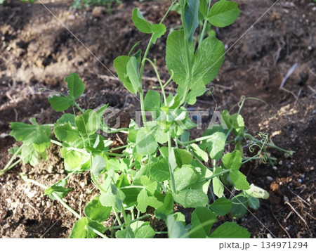 家庭菜園で育てた野菜 エンドウ豆の苗 134971294