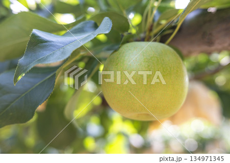 二十世紀梨　(鳥取県湯梨浜町） 134971345