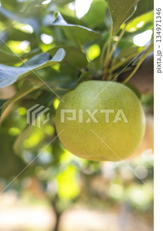 二十世紀梨　(鳥取県湯梨浜町） 134971346