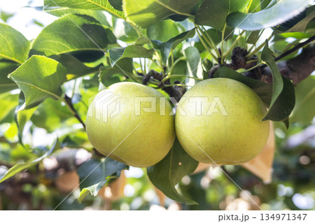 二十世紀梨　(鳥取県湯梨浜町） 134971347