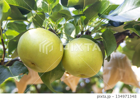 二十世紀梨　(鳥取県湯梨浜町） 134971348