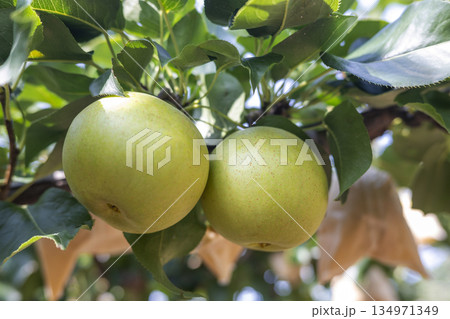 二十世紀梨　(鳥取県湯梨浜町） 134971349