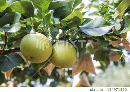 二十世紀梨　(鳥取県湯梨浜町） 134971350