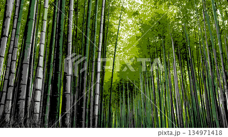 緑の竹林、木漏れ日、自然、日本庭園 134971418