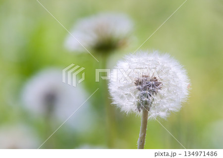 ふんわりとしたタンポポの綿毛 134971486