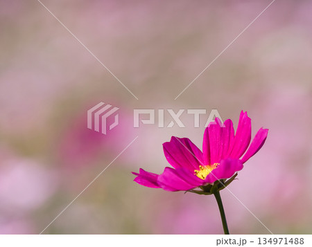 美しいコスモス 134971488