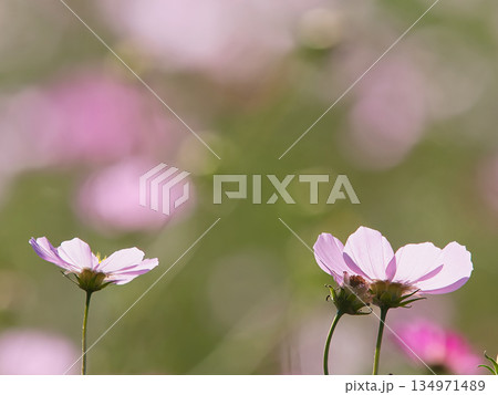 白いコスモス 134971489
