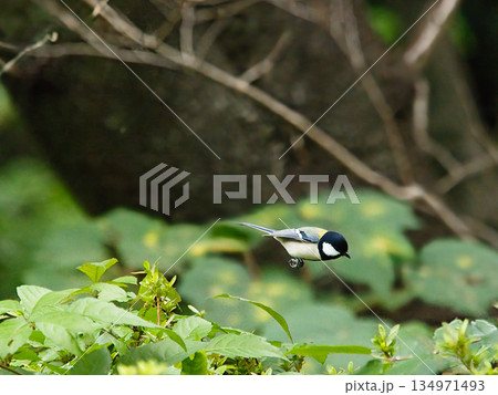 枝から飛ぶシジュウカラ 134971493