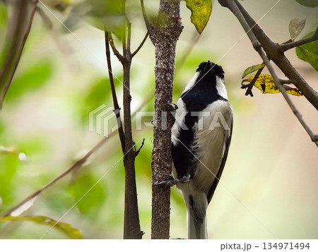 枝に止まるシジュウカラ 枝に止まるシジュウカラ 134971494