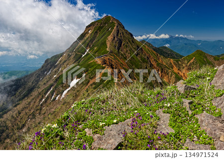 高山植物咲く横岳稜線から見る八ケ岳連峰・赤岳 134971524