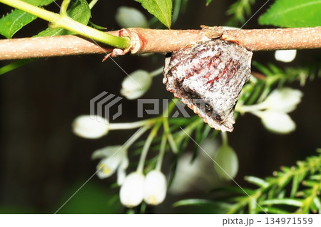 ウツギの木に産み付けたハラビロカマキリの卵 ウツギの木に産み付けたハラビロカマキリの卵 134971559