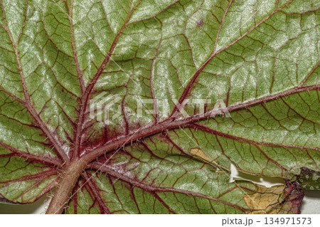 Close Up Green Leaf Texture with Natural Veins 134971573