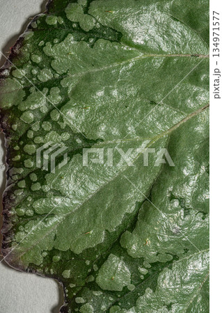 Close Up Green Leaf Texture with Natural Veins Close Up Green Leaf Texture with Natural Veins 134971577