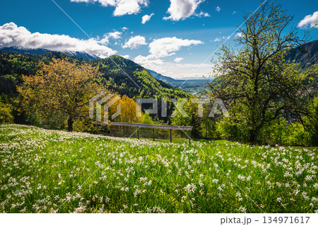 Blooming beautiful white daffodil flowers on the field in Slovenia Blooming beautiful white daffodil flowers on the field in Slovenia 134971617