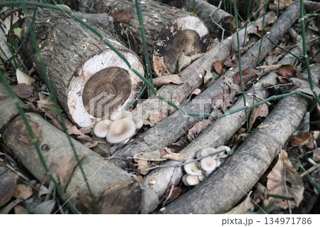 原木ひらたけ栽培 134971786