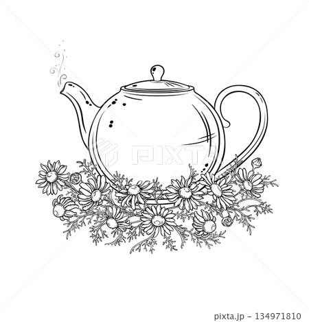 Chamomile Tea in Teapot Outline Illustration. Chamomile Tea in Teapot Outline Illustration. 134971810