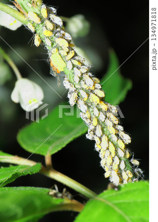 ウツギの枝に付いたアブラムシの一種 134971818