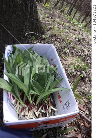 行者にんにくの収穫 134971821