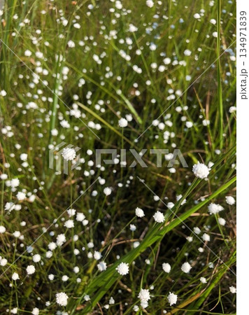 シラタマホシクサ 134971839