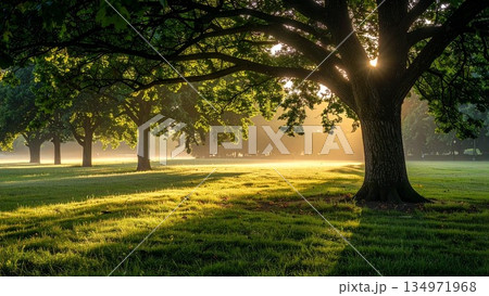 神秘的な森のイメージ 背景素材 16:9サイズ 134971968