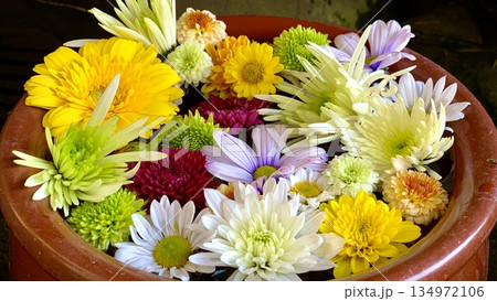 11月の花手水(ガーベラ・菊)クローズアップ〈菅生神社/愛知県岡崎市〉 134972106