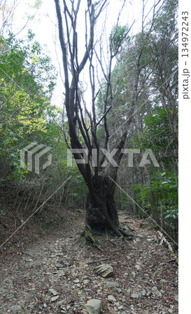 朝熊山 登山道 三重県伊勢市 朝熊山 登山道 三重県伊勢市 134972243