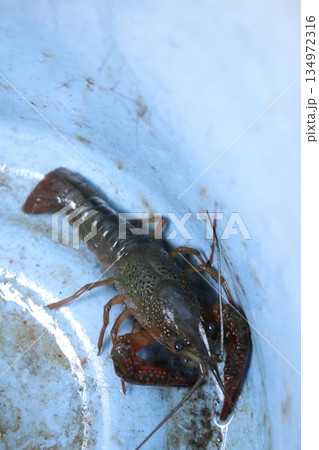 バケツの中のザリガニ 134972316