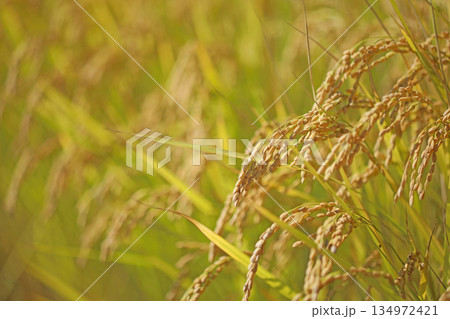 収穫間近の稲穂 134972421