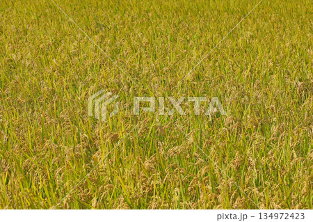 収穫間近の黄金色に実った稲穂 収穫間近の黄金色に実った稲穂 134972423