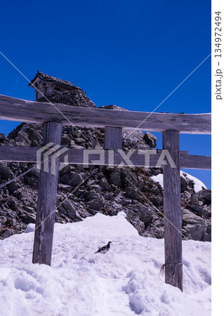 ライチョウと雄山神社の鳥居 ライチョウと雄山神社の鳥居 134972494