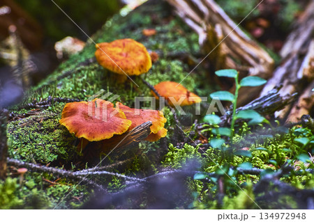 Orange Mushrooms Growing on Mossy Forest Floor With Twigs and Green Plants Orange Mushrooms Growing on Mossy Forest Floor With Twigs and Green Plants 134972948