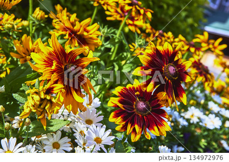 Bright Yellow and Red Coneflowers with White Daisies in Lush Summer Garden Bright Yellow and Red Coneflowers with White Daisies in Lush Summer Garden 134972976